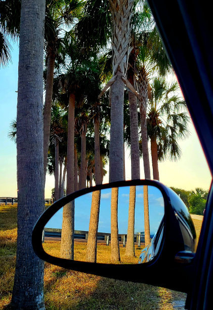 后视镜里的棕榈树图片下载