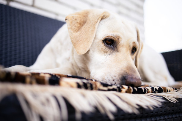 一只白色的金毛猎犬拉布拉多躺在灰色的沙发上。图片下载