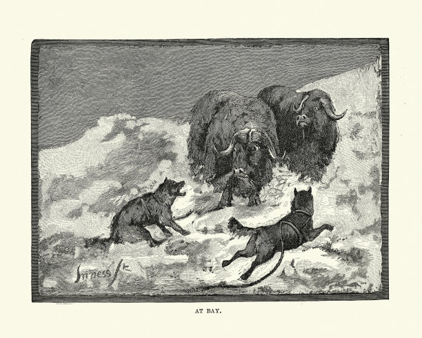 猎狗攻击麝牛图片下载