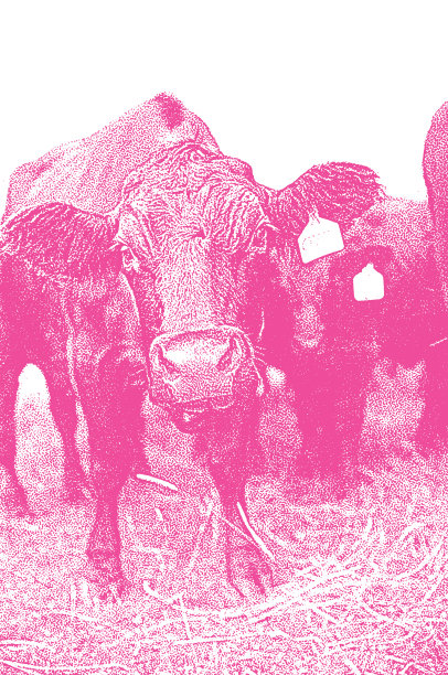 一群牛图片下载