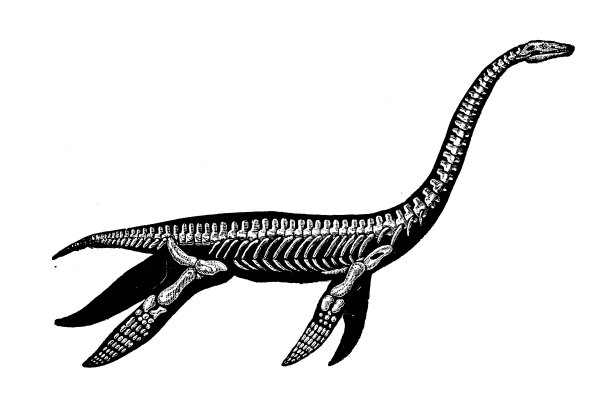 古董动物插图:蛇颈龙图片下载