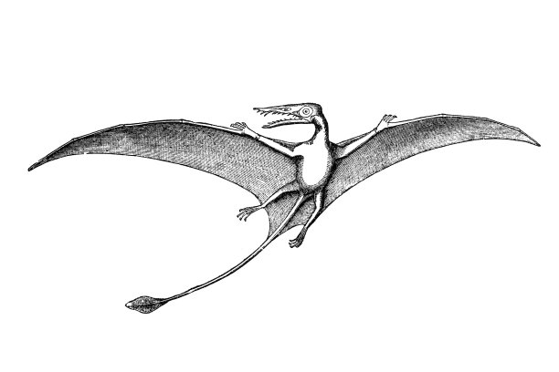 鼠舌chus phyllurus(侏罗纪)图片下载