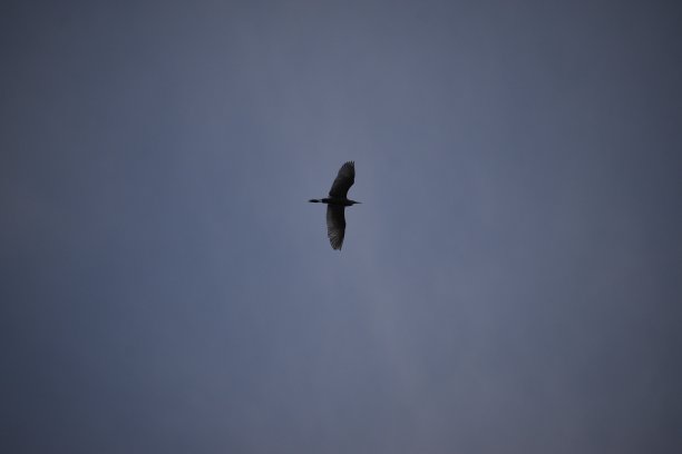 会飞的鸟图片下载