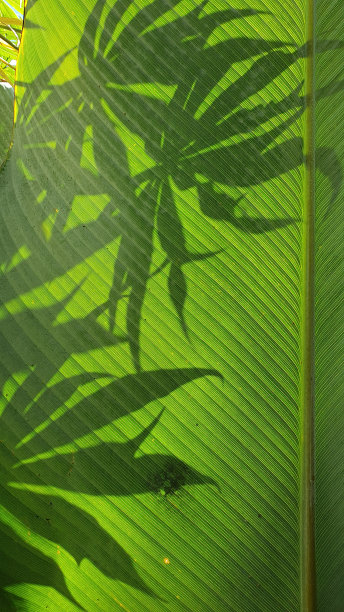阳光照耀下的蕉叶上的树叶影子图片下载