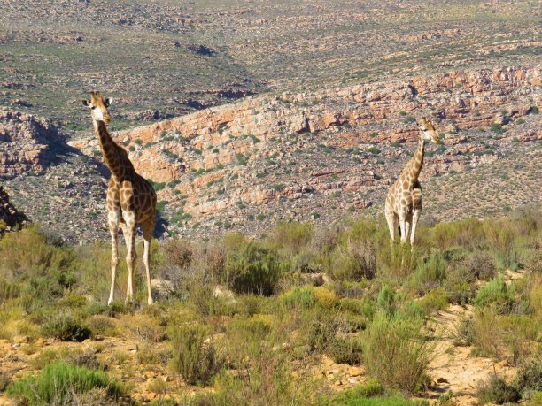 南部的长颈鹿图片下载