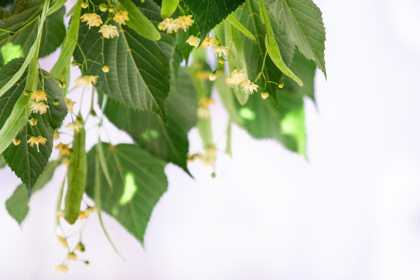 春天的背景与近距离的菩提树花图片下载
