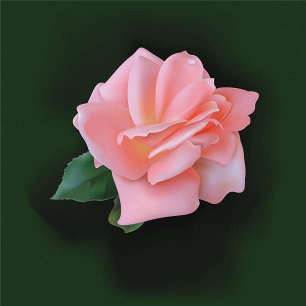 现实的元素设置的红玫瑰图片下载