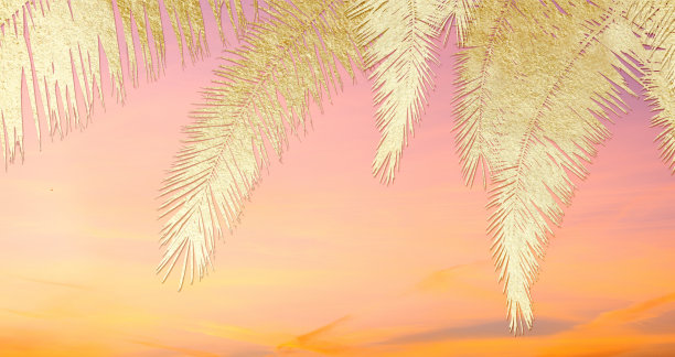 棕榈叶图片下载