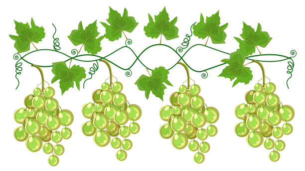 葡萄即将到来图片下载