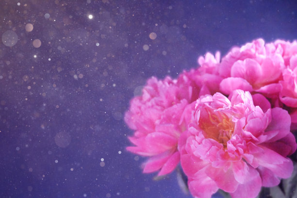 粉红牡丹图片下载