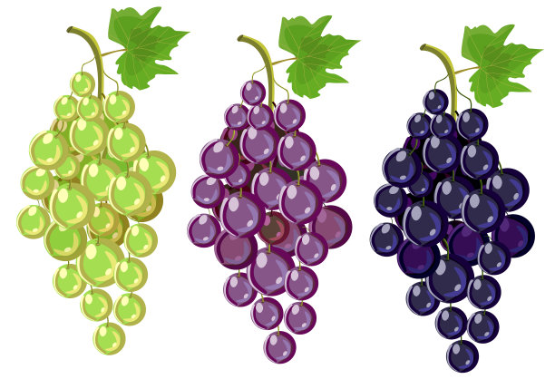 葡萄图片下载