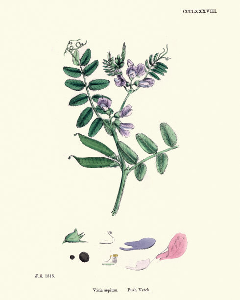 野豌豆，灌木野豌豆，植物指纹图片下载