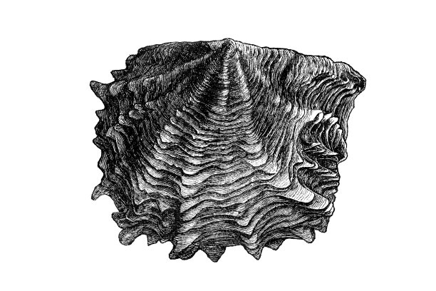 珍珠贝（玛格丽特珍珠）图片下载