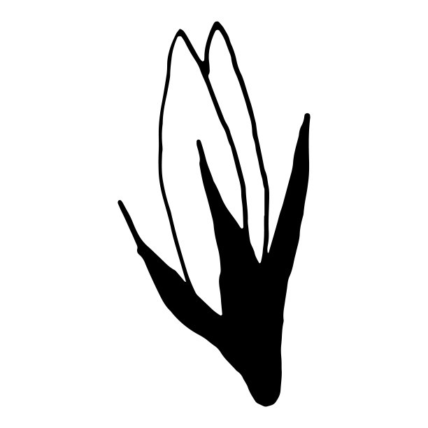 简单的风铃花矢量植物学绘图。离体花和叶。单色蓝铃草设计元素。白色背景上的黑色野花。图片下载