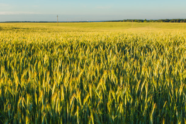 麦田里的小麦。黑麦。夕阳的光。可持续发展。农场图片下载