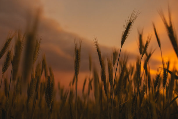麦田里的小麦。黑麦。夕阳的光。可持续发展。农场图片下载