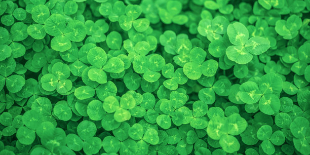 绿色三叶草叶子的背景。绿油油的三叶草田作为圣帕特里克节。美丽的夏日自然旗帜。有选择性的重点。图片下载