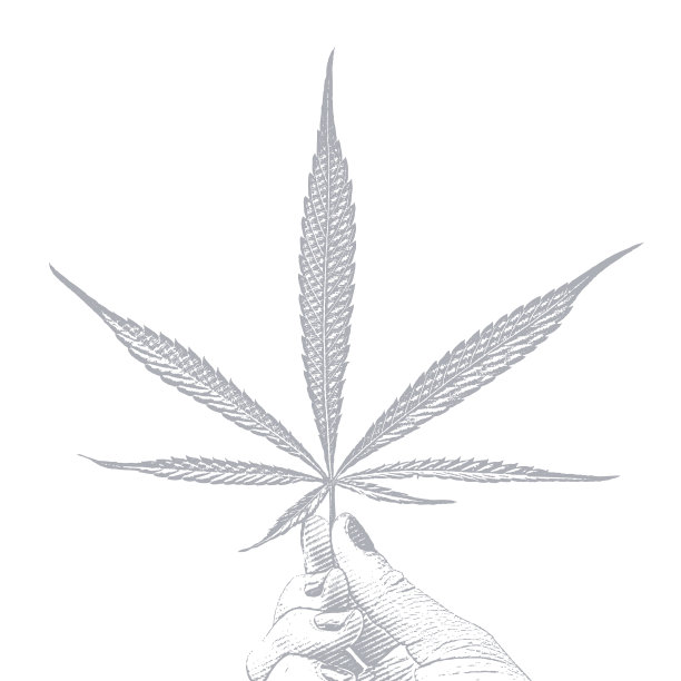 手拿大麻叶在白色的背景图片下载