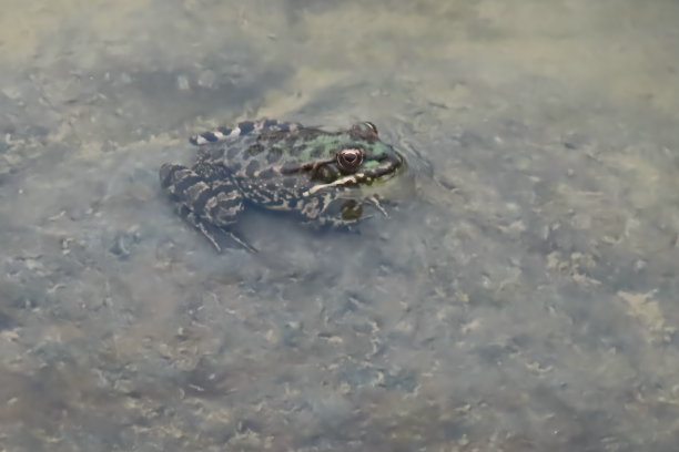 池塘里沉默的青蛙图片下载