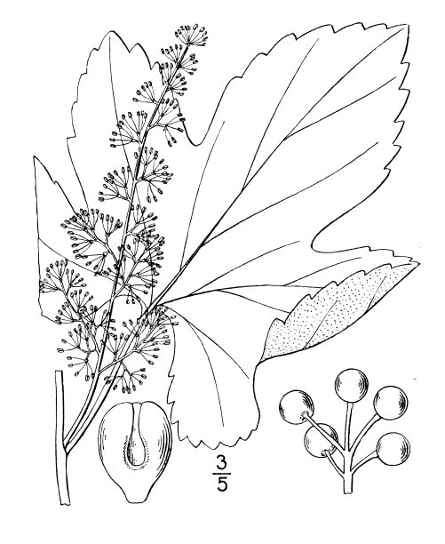 古植物学植物插图:葡萄，夏季葡萄图片下载