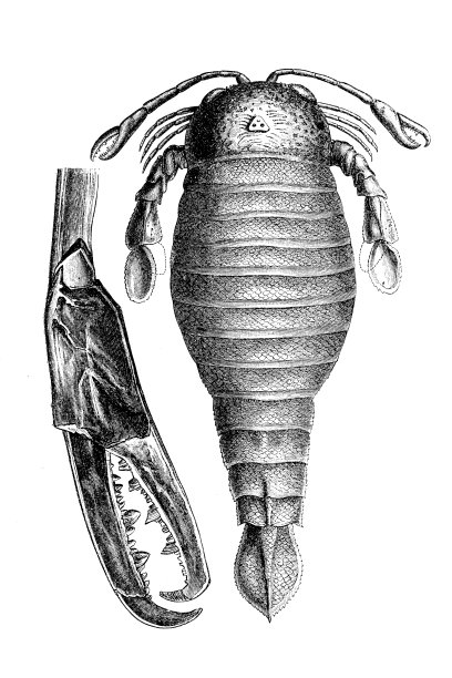 翼龙是一种巨大的掠食性广翅目动物属，是一种已灭绝的水生节肢动物图片下载