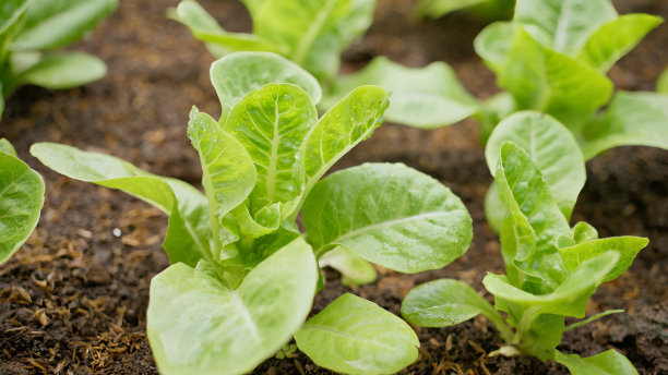 有机农场的新鲜蔬菜。图片下载