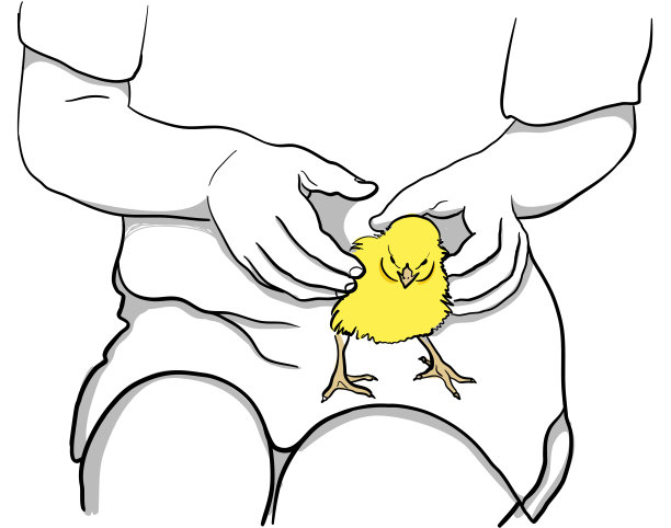 儿童爱畜动物园小鸡图片下载