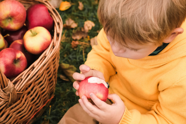 收获后的苹果园里的小孩。初学走路的小男孩在秋收的果园里吃着一个大红苹果。前景上的一篮子苹果。秋天的阴天，柔和的影子。图片下载