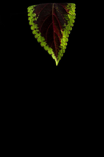 叶子上滴着水，高速摄影图片下载