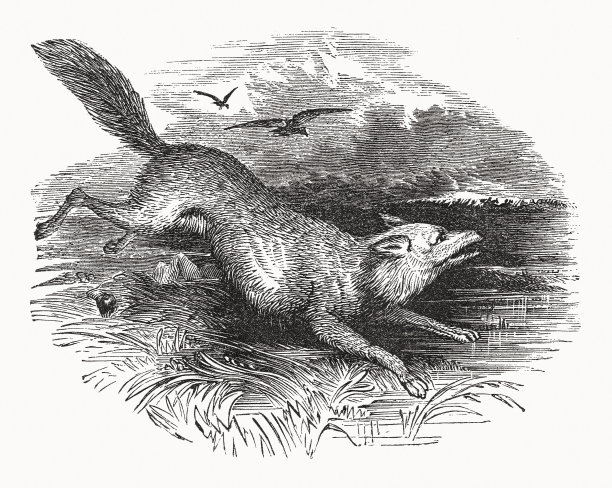 《阿拉伯狼》(Canis lupus arabs)，木版画，1862年出版图片下载