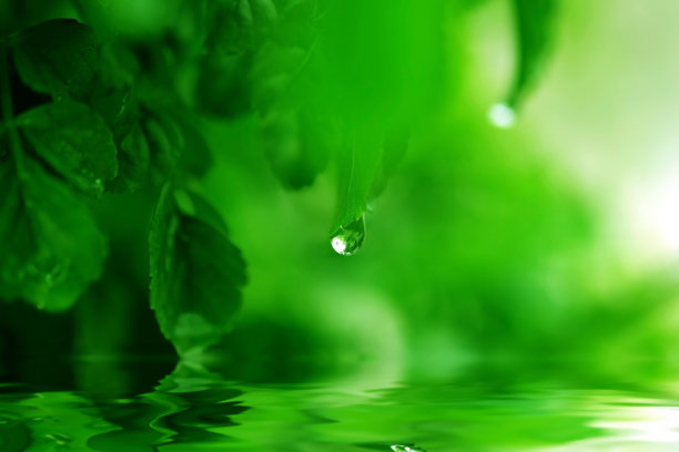 水滴带着迷离的绿叶图片下载