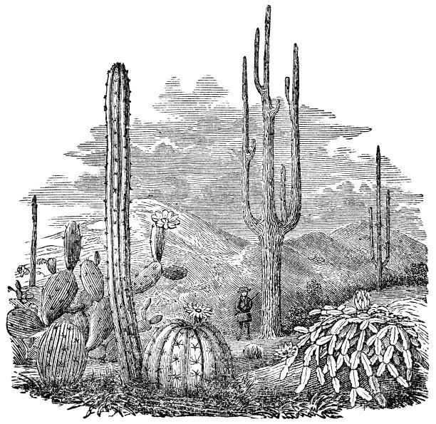19世纪各种仙人掌属的沙漠景观图片下载
