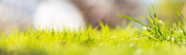背景全景的自然景观的绿色草叶近距离。美丽的自然乡村景观与强烈的模糊背景图片下载