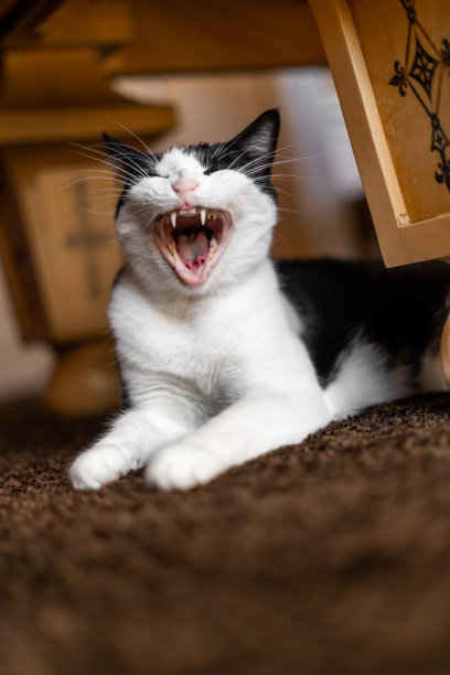 猫叫、咆哮、打哈欠图片下载