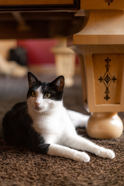 大黑白猫在桌子下面闲逛图片下载