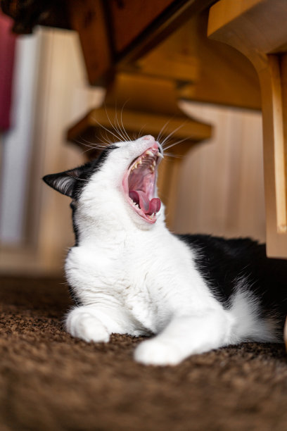 猫大哈欠大张嘴大哈欠图片下载