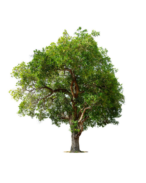 白色背景上的绿色孤立树图片下载