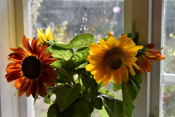 一束向日葵。图片下载