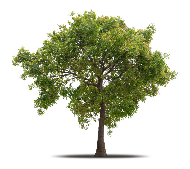 树孤立在白色背景与剪辑路径，准备在您的设计中使用图片下载
