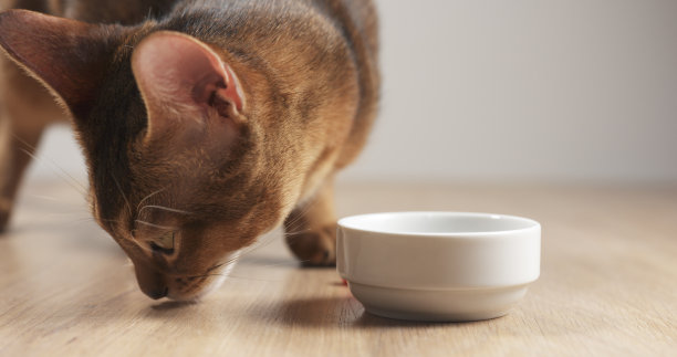 阿比西尼亚猫正在吃桌子上碗里的肉图片下载