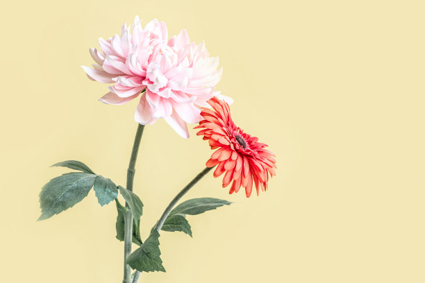 花在固体粉彩背景装饰设计。图片下载