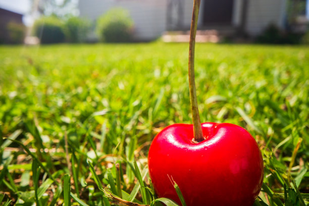 樱桃收获的特写镜头躺在绿色的草地上的花园。健康食品的概念，维生素，农业，市场，樱桃销售图片下载
