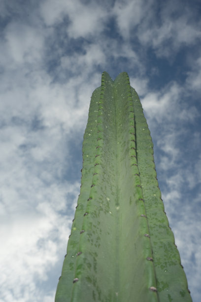 在深蓝色多云天空的背景下，戏剧性的高大仙人掌与闪光灯效果图片下载