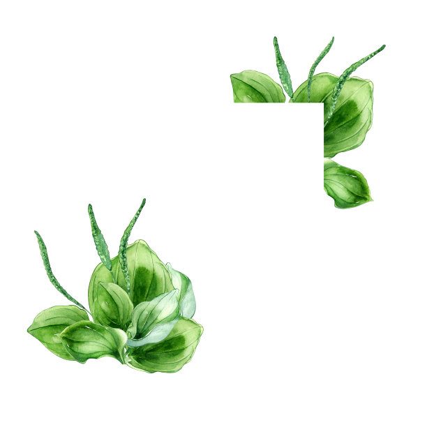 框架车前草阔叶药用植物水彩插图孤立在白色背景。车前草，绿叶，有用草本，车前草手绘。标签、包装、明信片设计图片下载