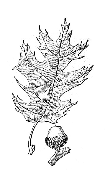古董插图:天鹅绒栎，黑橡木图片下载