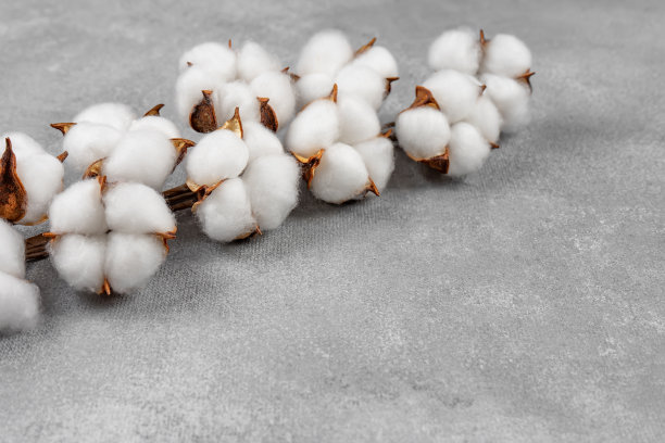 干棉花枝与蓬松的花朵在浅灰色混凝土纹理背景图片下载