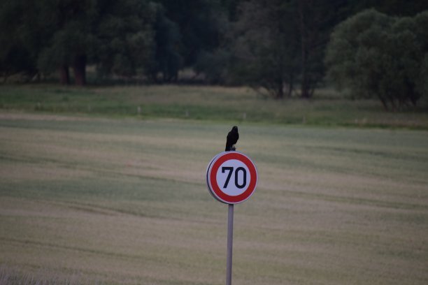 标志上的乌鸦图片下载