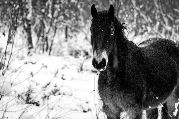 雪的小马图片下载