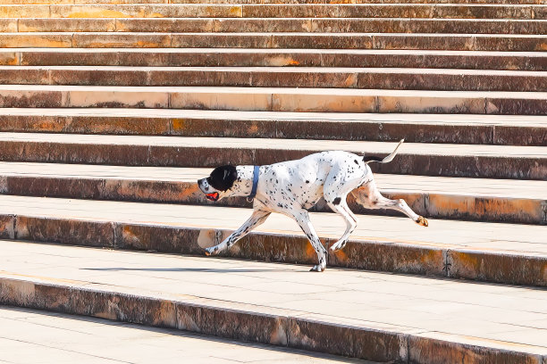 达尔马提亚狗在楼梯上跑图片下载