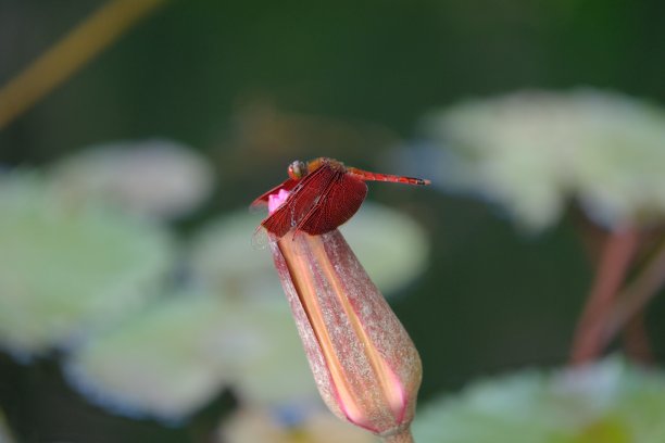 一只红色的蜻蜓栖息在粉红色的睡莲上。荷花科是开花植物族的一员。粉红色的睡莲。Teratai merah muda。图片下载